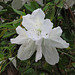 White azalea