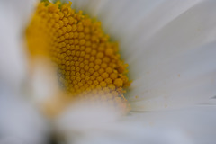 DSCF0898 DSCF0898