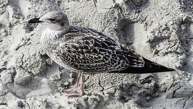 20190903 5744CPw [D~VR] Mantelmöwe, Zingst