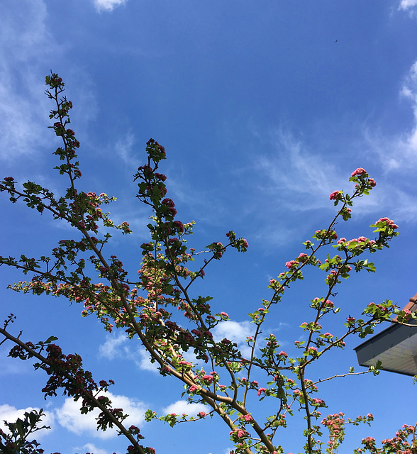 Printemps au jardin