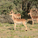 Namibia, Three Female Impalas in the Erindi Game Reserve