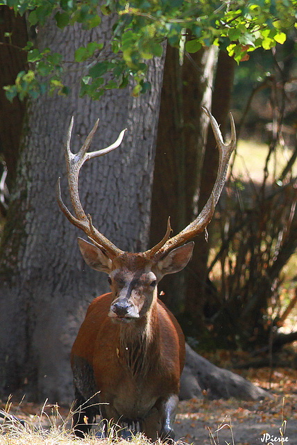 Un cerf, dix cors