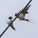 Swallows pair-  So pleased to see each other !