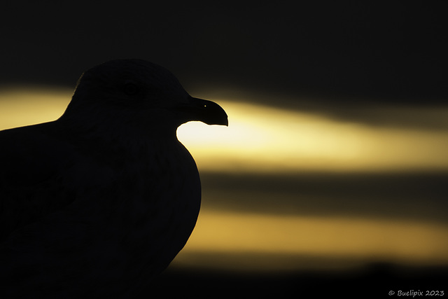 Sonnenuntergnag vom Dach der Oper aus gesehen (© Buelipix)