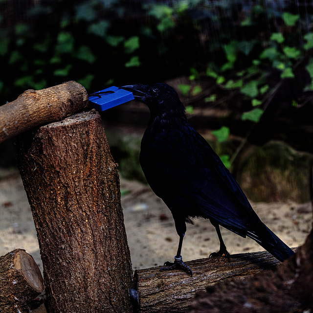 20240908_halberstadt tiergarten (d800+d2x)