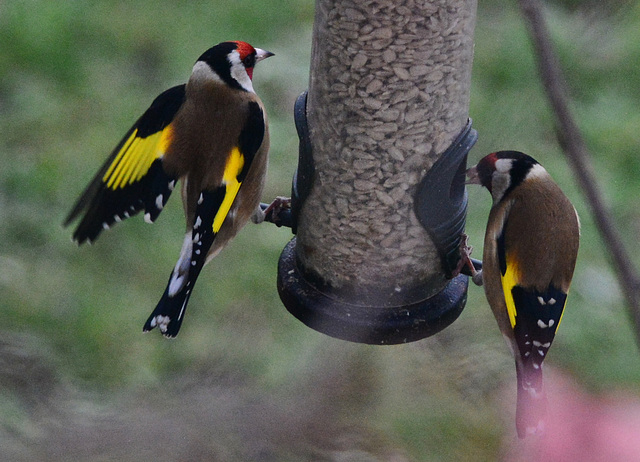 Goldfinches