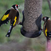 Goldfinches