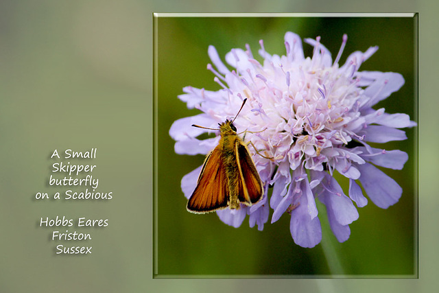 A Small Skipper butterfly - Friston - Sussex - 22.7.2015
