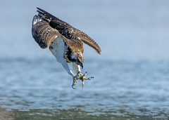 balbuzard pecheur  à l'attaque .Pandion haliaetus - Western Osprey