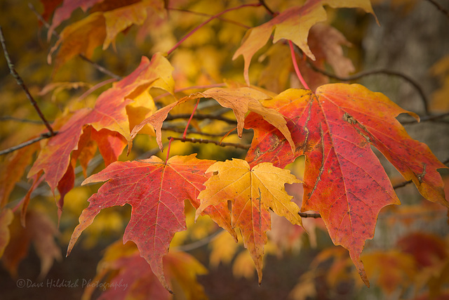 Autumn Leaves