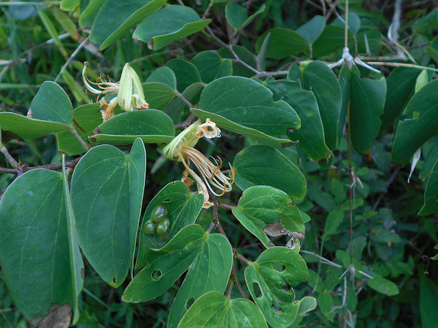 DSCN1433 - pata-de-vaca Bauhinia forficata, Fabaceae Caesalpinioideae