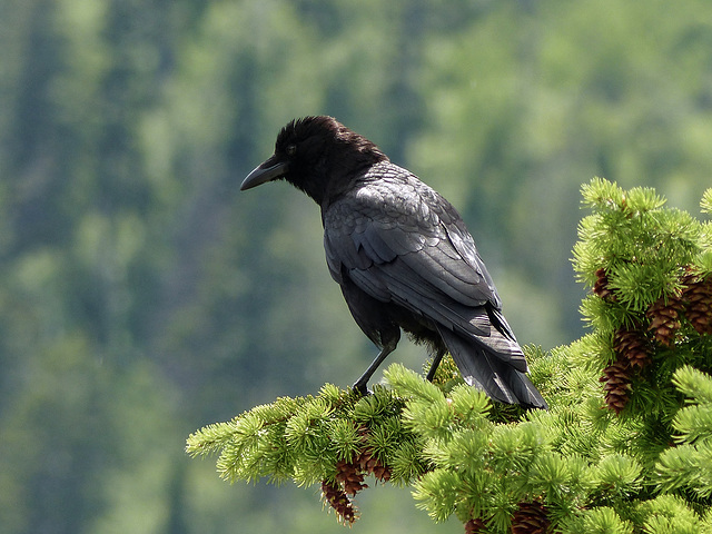 Common Raven in the sun