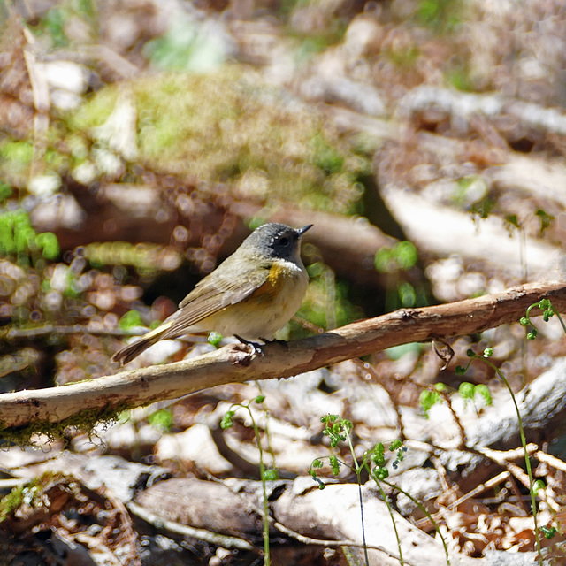 Day 12, unidentified bird, Cap Tourmente, Quebec