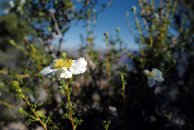 Purshia stansburiana, Grand Canyon USA L1010391