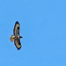 Wild buzzard watching the falconry display