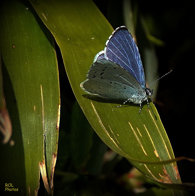 Le printemps dans mes  feuilles de bambous