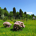 Dumfries House Gardens