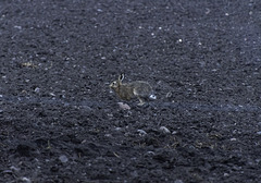 Hare - on the run