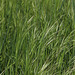 Hohes Gras entlang des Wanderwegs an der Argen