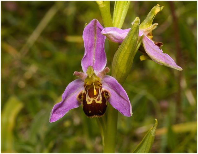 EF7A3931 Bee Orchid