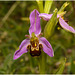 EF7A3931 Bee Orchid