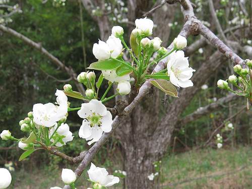 Pear flowers