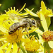20230722 2796CPw [D~LIP] Jakops-Greiskraut, Bindensandbiene (Andrena flavipes), BS