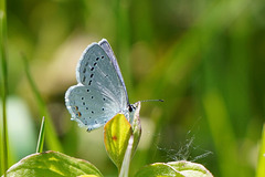 Einer der Kleinsten fliegt zur Zeit - One of our tiniest is flying at the moment.