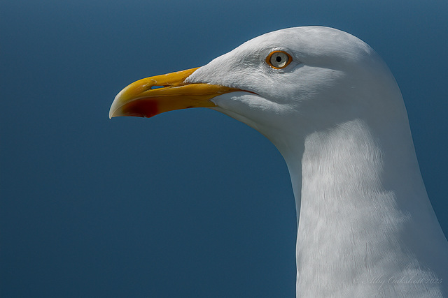Herring Gull