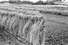 Drying rice plants Drying rice plants