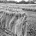 Drying rice plants