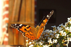 Une "Belle dame" ! Une "Belle dame" !