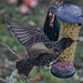 Food Fight. Starlings