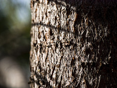 Swiss Stone Pine Bark