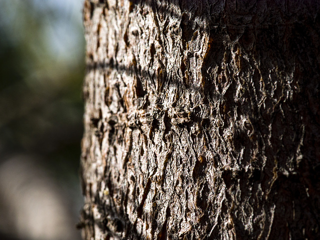 Swiss Stone Pine Bark