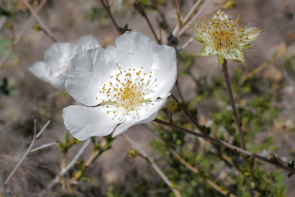 Fallugia paradoxa, Grand Canyon USA L1010413