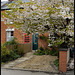 blossom in Magdalen Road
