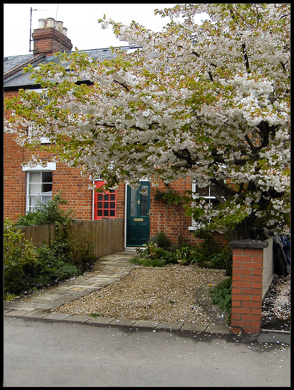 blossom in Magdalen Road