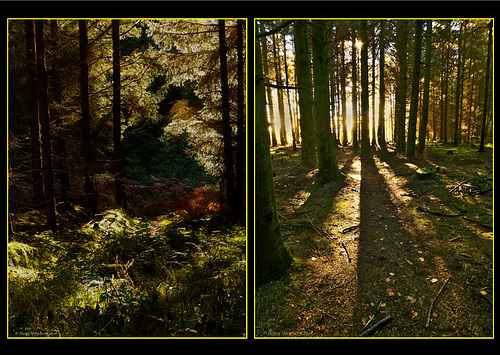 Autumn forest light and shadow play