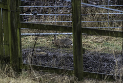 Hare heading into the farmyard