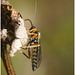 IMG 0026 Wasp