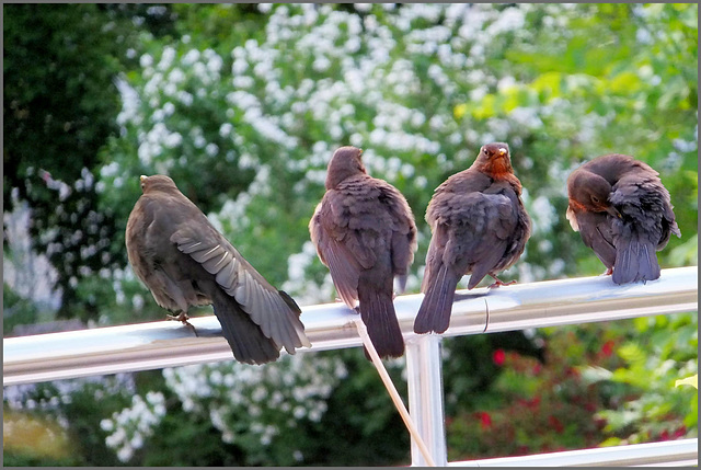 Blackbirds Morning Care... ©UdoSm