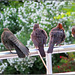 Blackbirds Morning Care... ©UdoSm