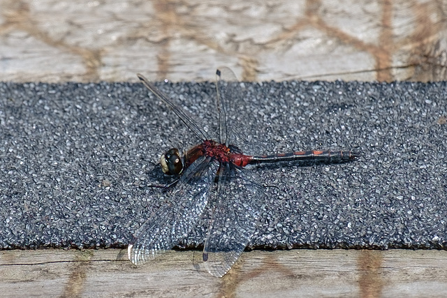 White Faced Darter dragonfly