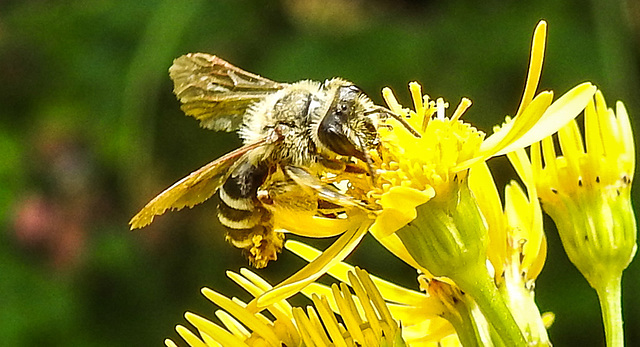 20230722 2797CPw [D~LIP] Jakops-Greiskraut, Bindensandbiene (Andrena flavipes), BS