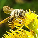20230722 2797CPw [D~LIP] Jakops-Greiskraut, Bindensandbiene (Andrena flavipes), BS