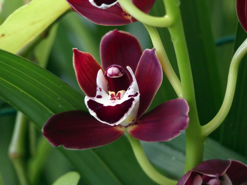 Orchidée cymbidium