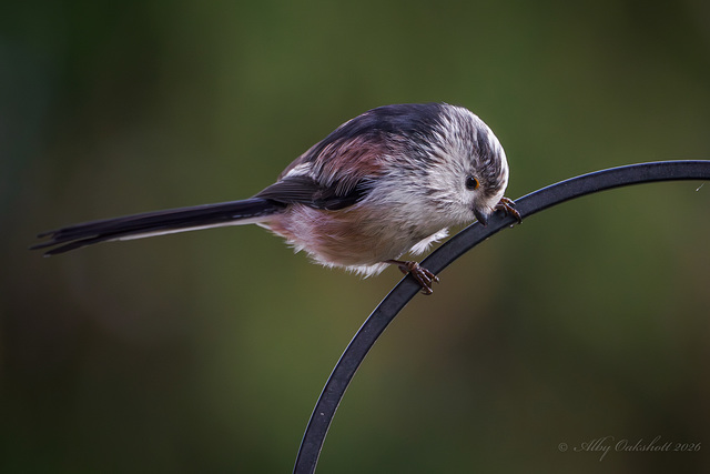 LTT