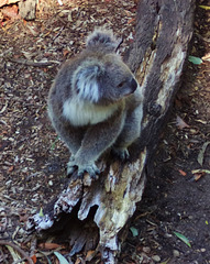 koala-in-waiting