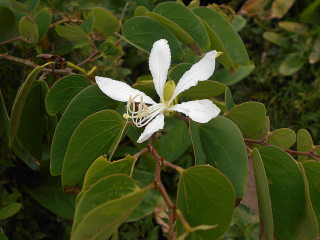 DSCN1435 - pata-de-vaca Bauhinia forficata, Fabaceae Caesalpinioideae